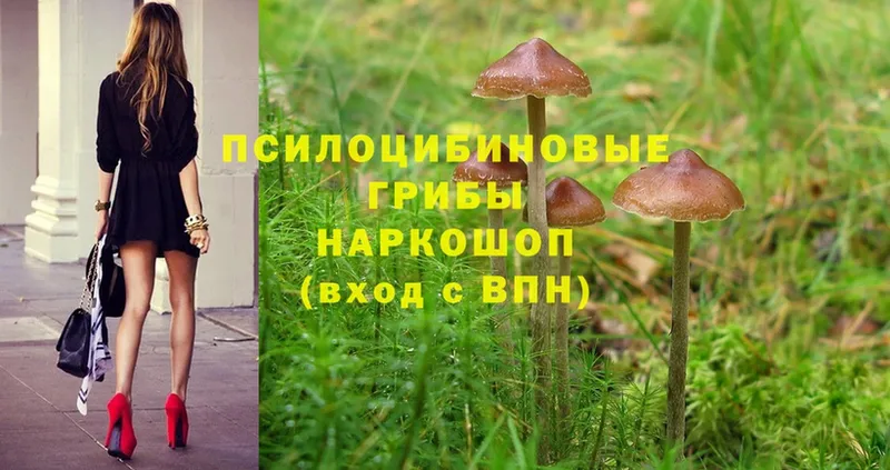 что такое   Скопин  Псилоцибиновые грибы Psilocybe 